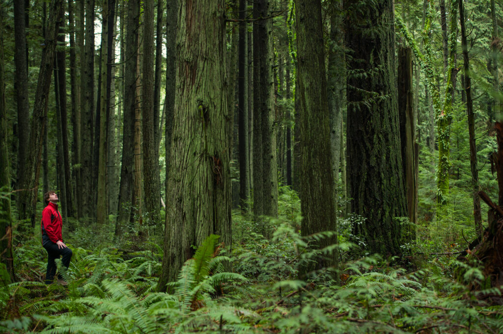 A person looking up at the trees in Pacific Spirit Regional Park