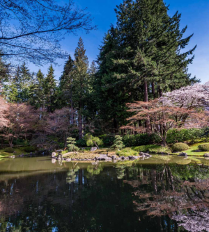 Cherry blossoms at Nitobe Memorial Garden