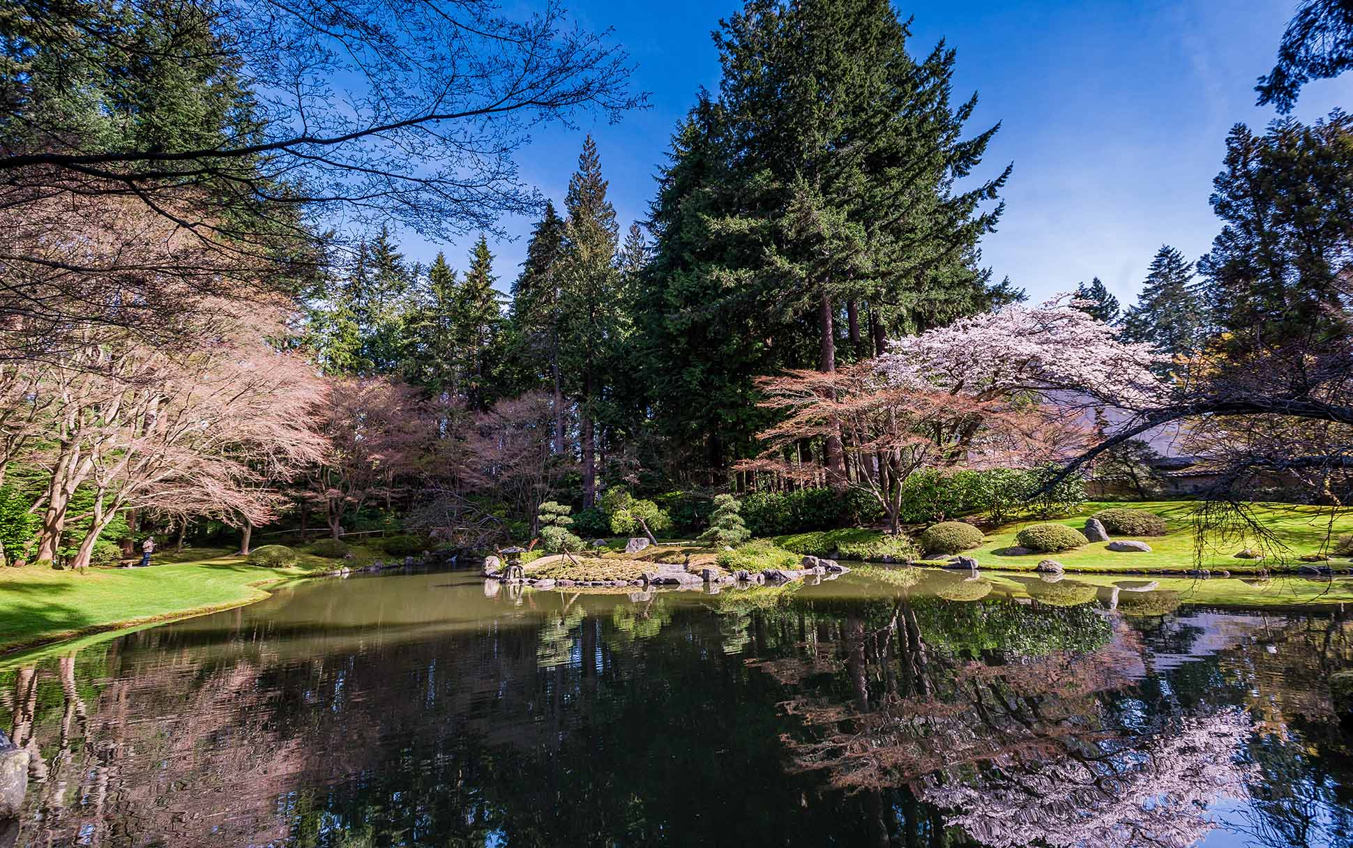Cherry blossoms at Nitobe Memorial Garden
